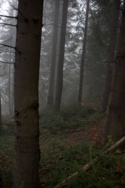 istock foggy mysterious morning coniferous forest 1035604856