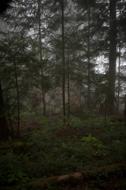 istock foggy mysterious morning coniferous forest 1035604912