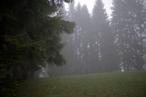 istock foggy mysterious morning coniferous forest 1035605046