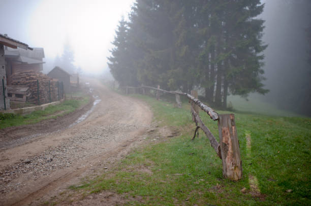 foggy mysterious morning coniferous forest