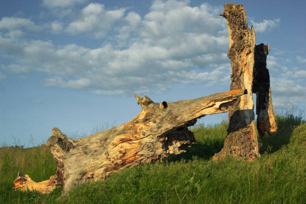 istock Old dry broken wood of tree on nature 1035608910