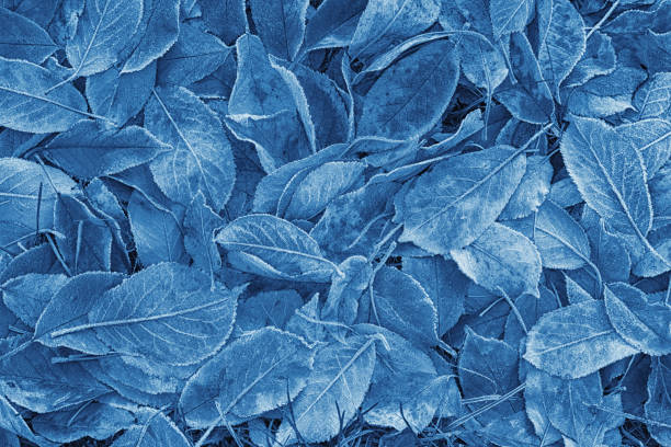istock Frozen foliage leaves on the ground 1035608932