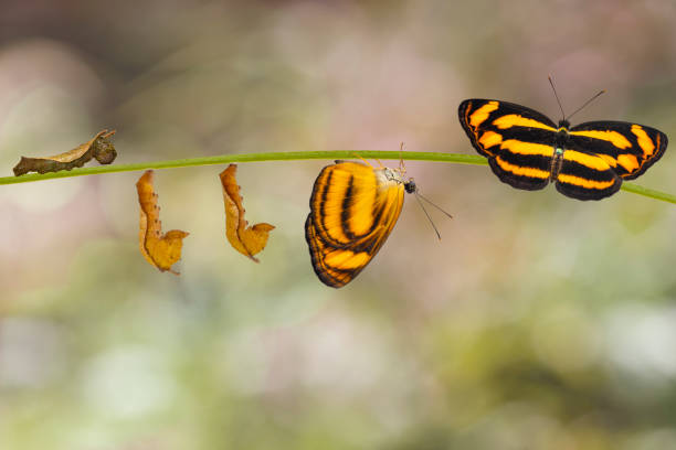 transformation of common lascar butterfly ( pantoporia hordonia ) from caterpillar and chrysalis on twig - metamorphism imagens e fotografias de stock