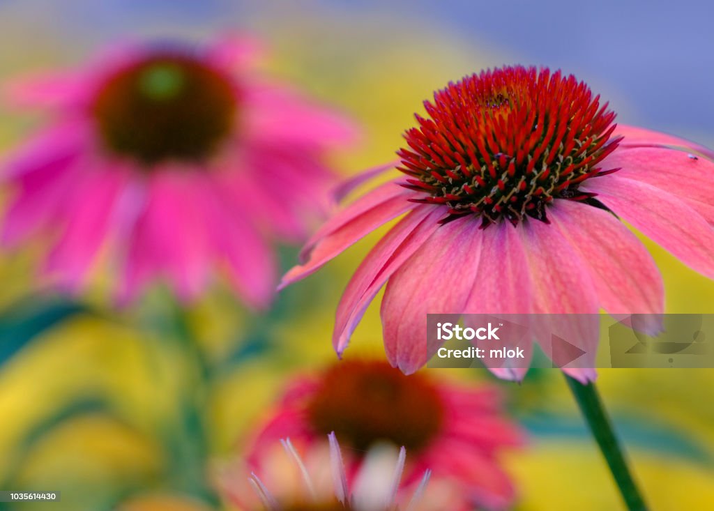 Echinacea flowers Pastel colored coneflowers in summer garden Botany Stock Photo