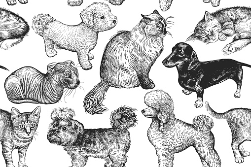 Seamless pattern cute kittens and puppies. Home pets isolated on white background. Sketch. Vector illustration art. Realistic portraits of animal. Vintage. Black and white hand drawing of cat and dog