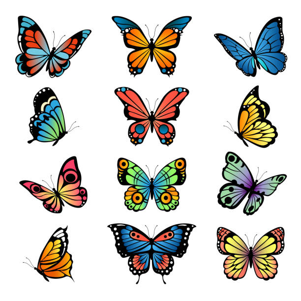 istock Various cartoon butterflies. Set vector illustrations of butterflies 1035619156