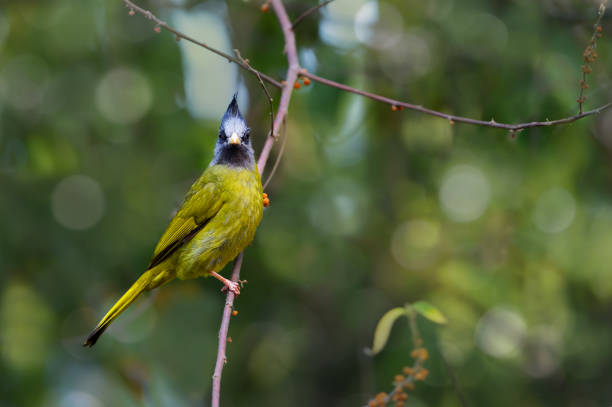 istock Crested Finchbill Bulbul bird facing camera 1035619918