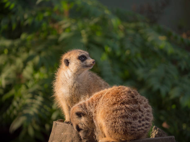 istock Couple of meerkats 1035624126