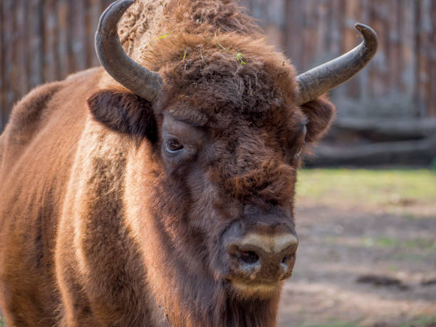 istock Wild animals on the farm 1035624966