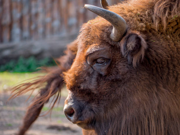 istock Wild animals on the farm 1035624974