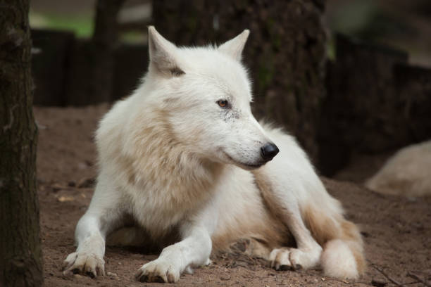 lobo ártico (cão lupus arctos - ellesmere island - fotografias e filmes do acervo