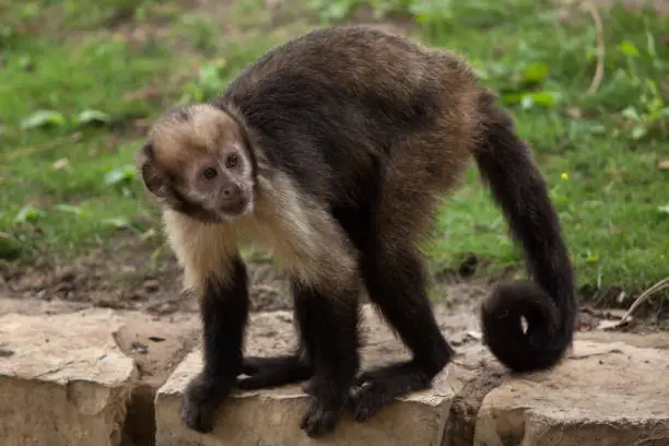 Golden-bellied capuchin (Sapajus xanthosternos), also known as the yellow-breasted capuchin.