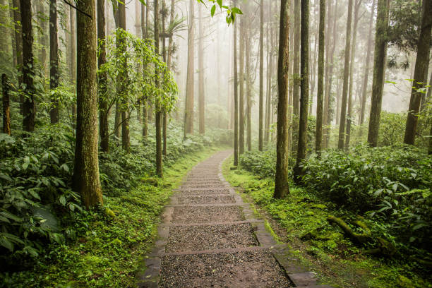 istock Xitou Nature Education Area 1035635738