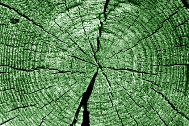 Old log cut macro in green tone. Abstract background and texture for design.
