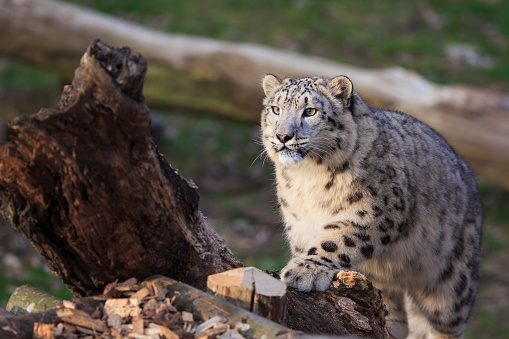 Young snow leopard, (Panthera uncia)
