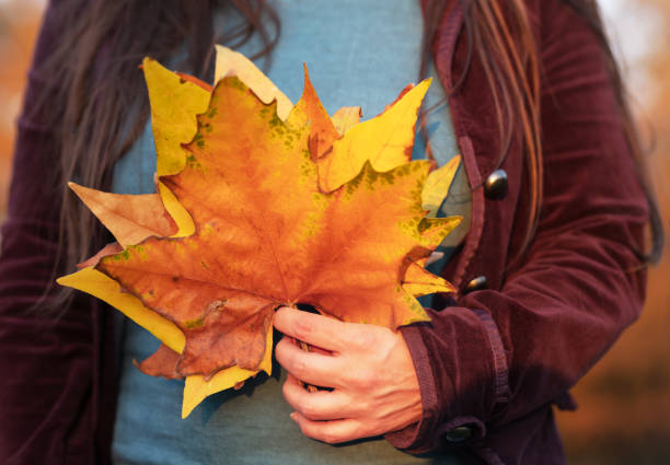 Woman's hand holding yellow autumn leaves