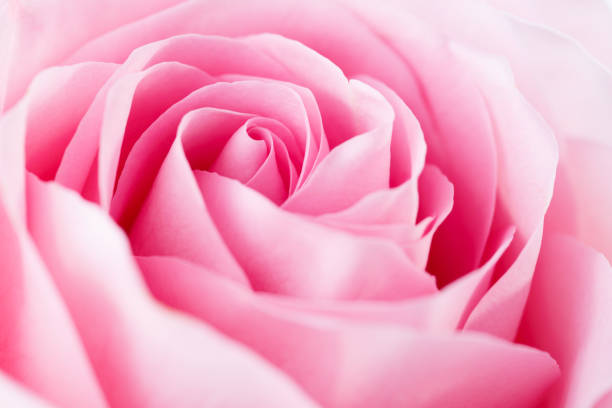 Closeup Of The Light Pink Rose Selective Focus Stock Photo - Download Image  Now - Rose - Flower, Rose Colored, Pink Color - iStock