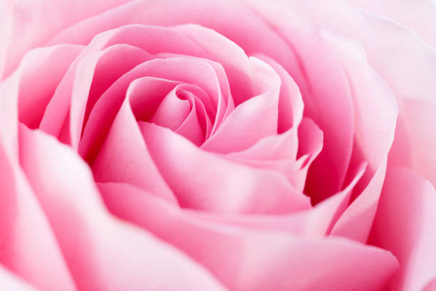 close-up of the light pink rose. selective focus. - rose colored imagens e fotografias de stock