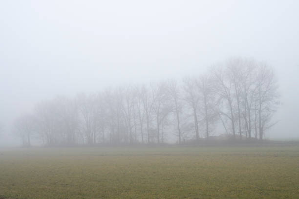 istock Trees in the fog 1035642818