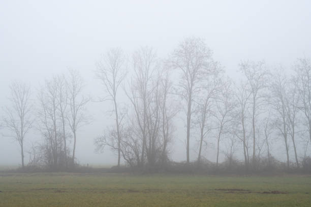 istock Trees in the fog 1035642860