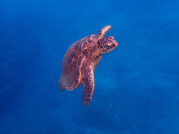 istock Green Sea Turtle Swimming Upwards on Blue Background 1035646868