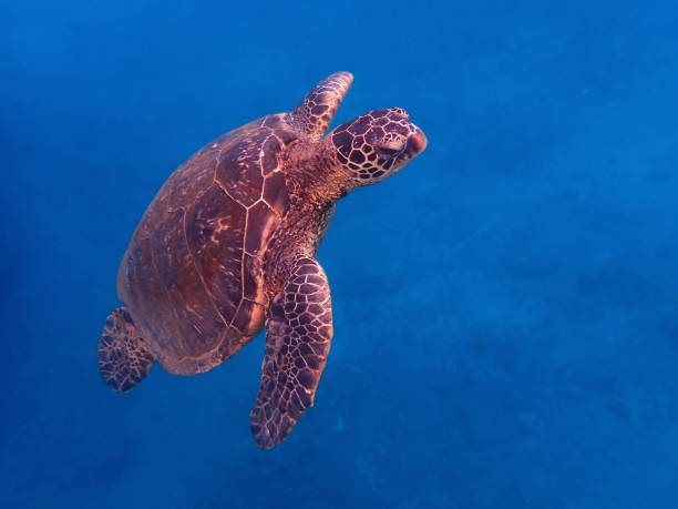istock Hawaiian Green Sea Turtle Close Up Underwater 1035646926