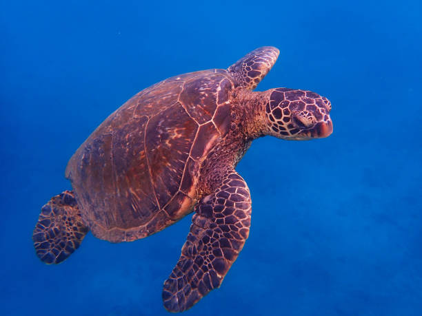 istock Close Up Green Sea Turtle Underwater 1035646928