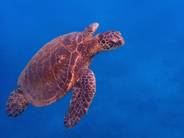 istock Close Up Sea Turtle Profile against Blue Background 1035646930