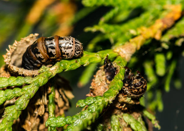 infestation de psychidae evergreen - psyche photos et images de collection