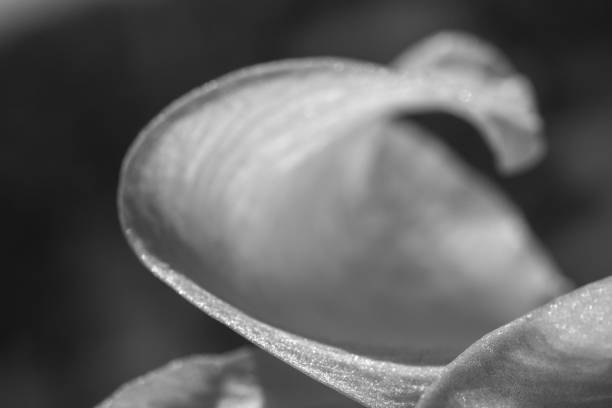 istock beautiful abstract background flower leave texture 1035653710