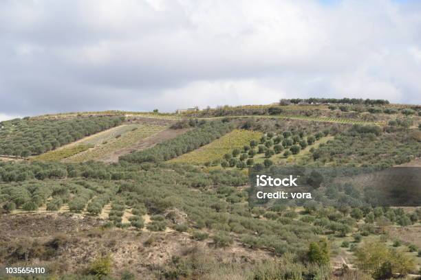 Wine Growing On Crete Stock Photo - Download Image Now - Agriculture, Crete, Greece