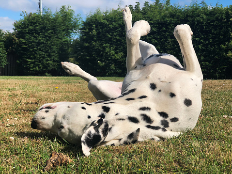 Dalmatian dog is rolling happily on the grass in a garden in summer.