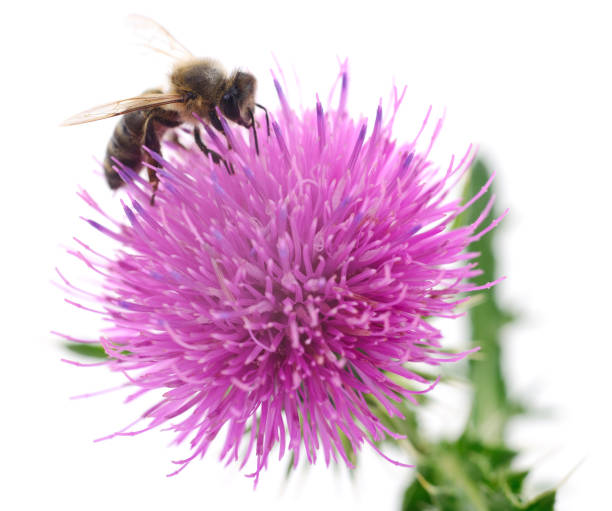 istock Bee on pink flower isolated on white background. 1035658920