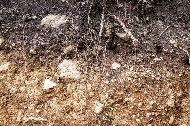 Layers of soil wet soil roots in soil soil profile soil zones rocks in soil Layers of soil wet soil roots in soil soil profile soil zones rocks in soil bedrock stock pictures, royalty-free photos & images