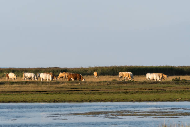 istock Herd of grazing cattle in a marshland 1035662544