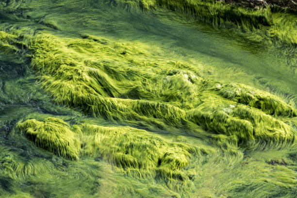 istock Green marine growth on sea rocks 1035663274