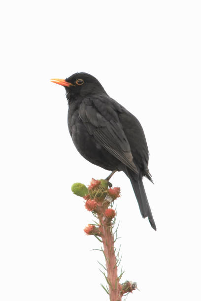istock Amsel *BlackBird