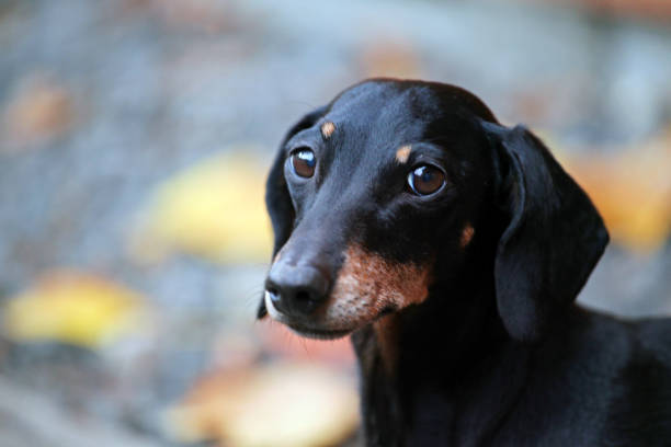 istock Dachshund Dog autumn Garden 1035672302