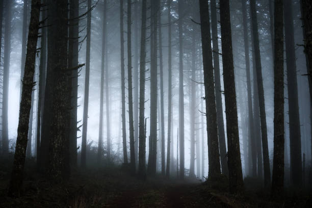istock abstract dark forest with fog 1035672572