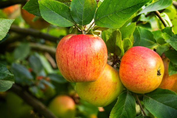 istock King of the Pippins - Apple 1035675298