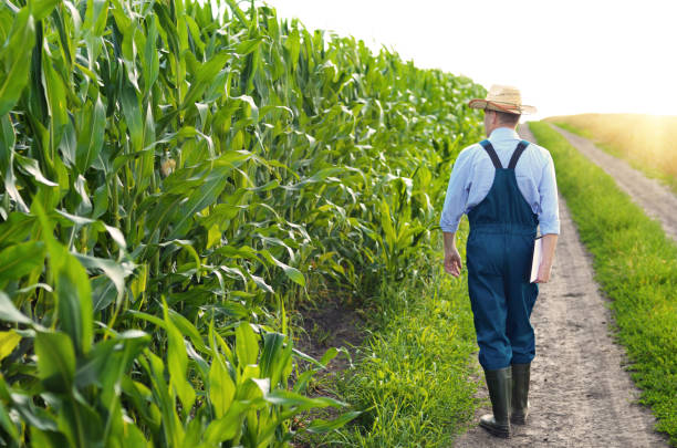 istock Farmer with clipboard inspecting corn at field 1035679264