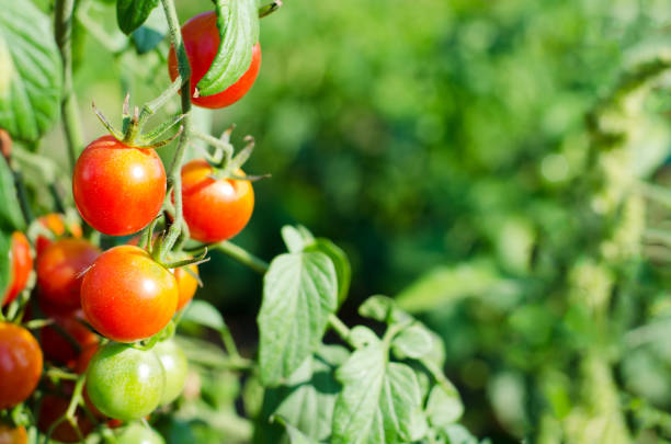 istock Natural red cherry tomatoes on a branch in the garden. 1035683624