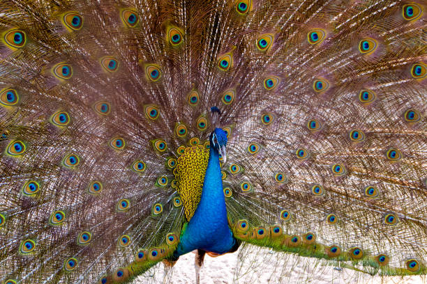 istock Beautiful Peacock portrait with tail feather out 1035688572
