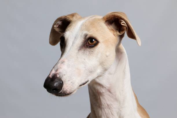 portrait de galgo intérieure - dog greyhound whippet isolated photos et images de collection