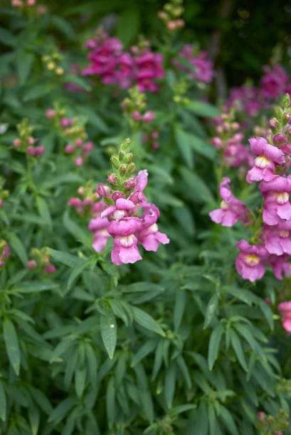 istock antirrhinum majus 1035688804