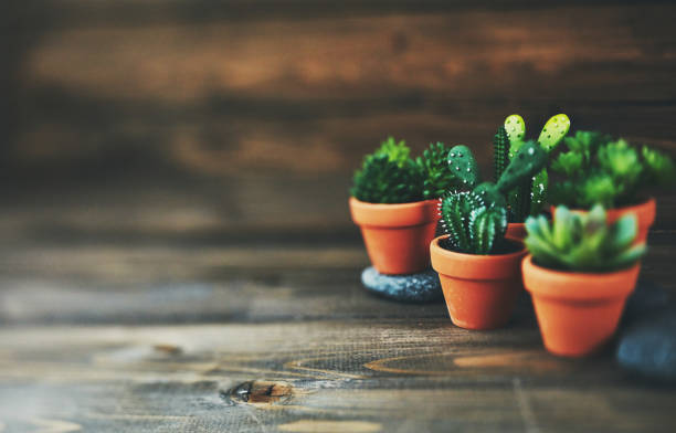 Potted cacti and succulent plants on rustic wood table