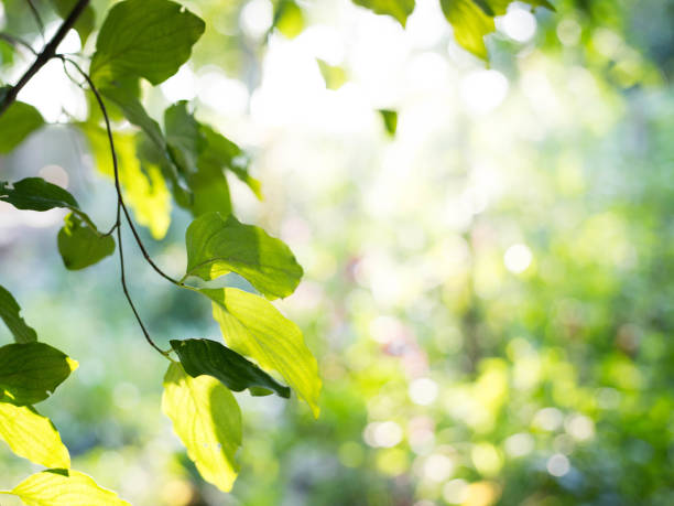 istock Fresh healthy green bio background with abstract blurred foliage and bright summer sunlight and a central copyspace for your text or advertisment 1035696284