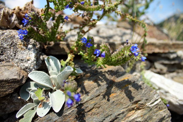 istock Mullein (Verbascum thapsus)  and blue wildflowers growing on the rocks 1035696830