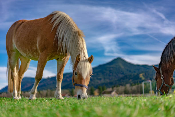 Horse Grazing On Pasture