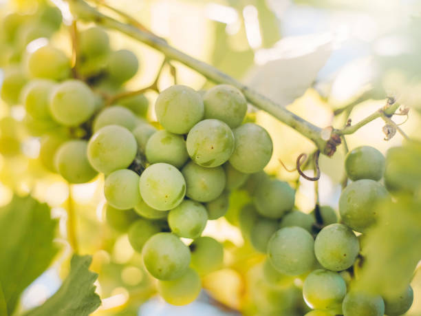 istock Sweet and tasty white grape bunch on the vine 1035699694